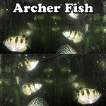 archer fish