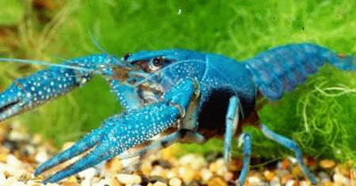 blue crayfish
