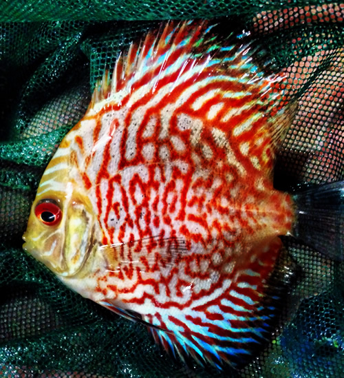 High Fin Red Mosaic Dragon Discus (3-4 Inches 
