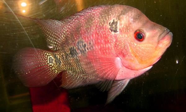 purple flowerhorn cichlid