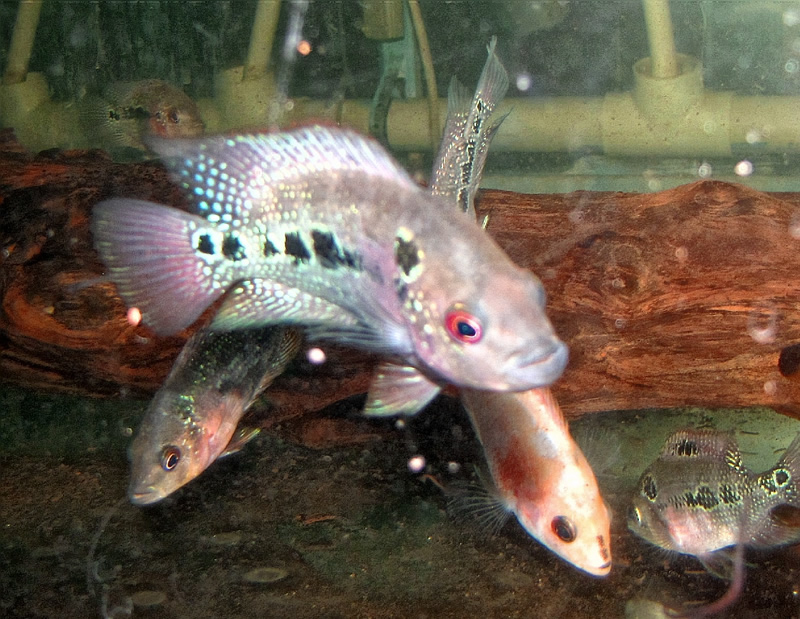 2 inch flowerhorn