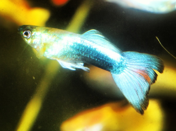 guppy blue electric