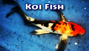 koi_fish | RFI