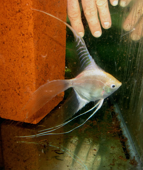 veil angelfish for sale