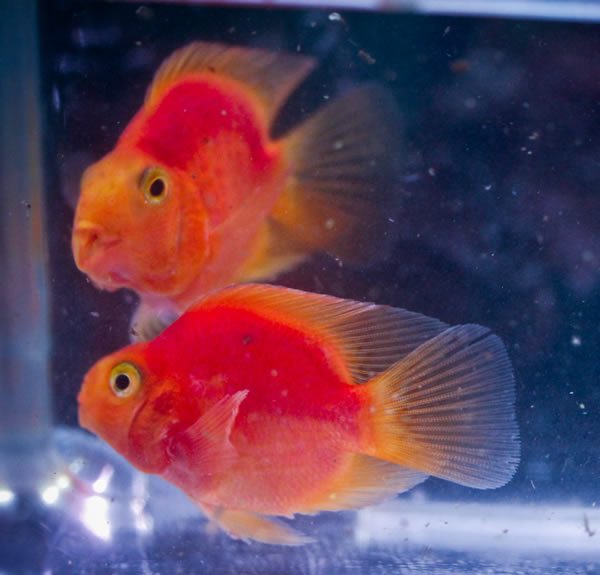 orange cichlid fish