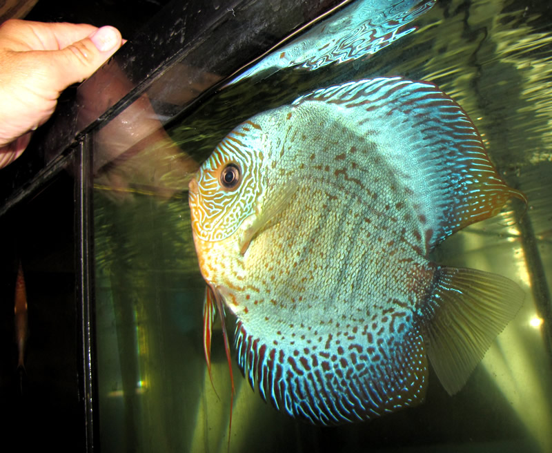 6 inch discus fish for sale