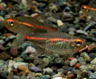 Neon Tetra for sale –