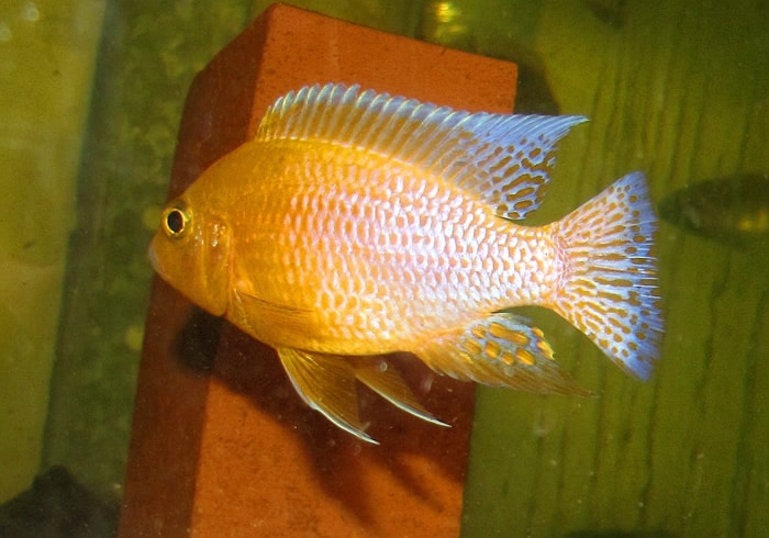 Ice Blue Tangerine Peacock African Cichlid (4-5 Inches) 1 | RFI