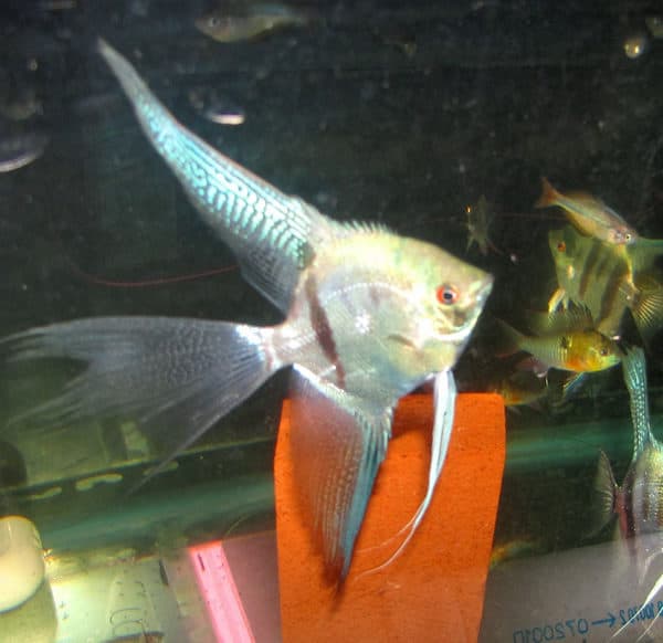 solid red select angelfish