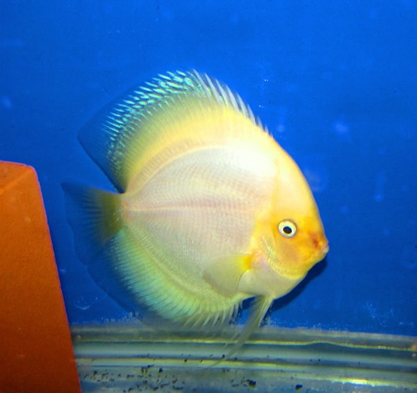 white discus fish