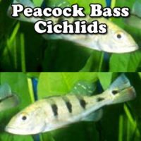 Peacock Bass Cichlids | RFI