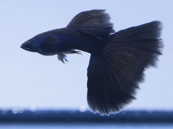 black guppies fish